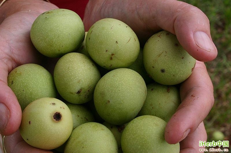 [原创翻译-1] 漆树果油及与阿甘油的比较