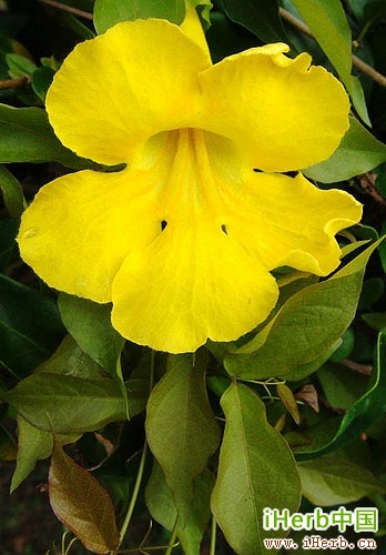 猫爪草对骨关节炎和类风湿性关节炎的支持 Iherb百科问问